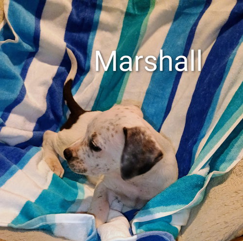 picture of the dog needing adoption