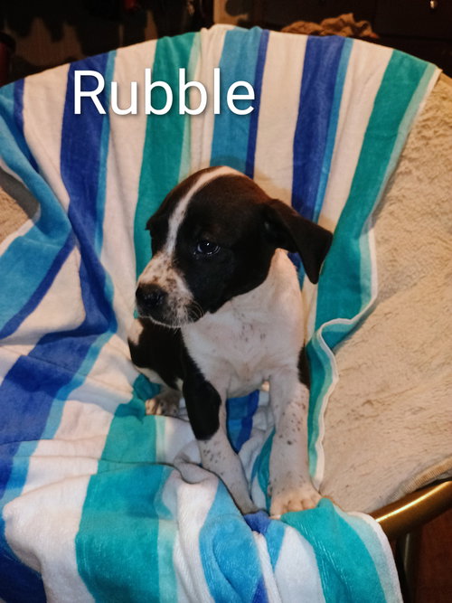 picture of the dog needing adoption
