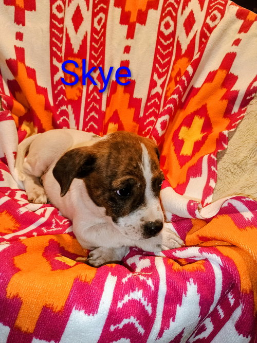 picture of the dog needing adoption