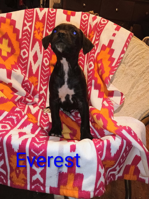 picture of the dog needing adoption