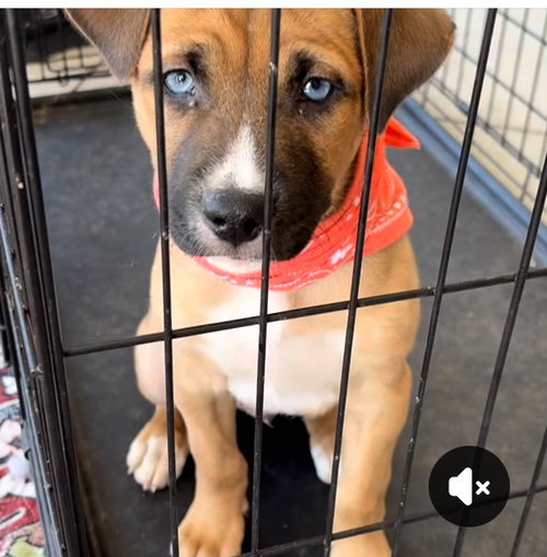 picture of the dog needing adoption