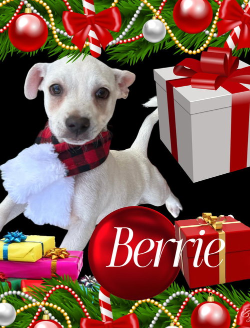 BERRIE - Chihuahua / Labrador Retriever available for adoption