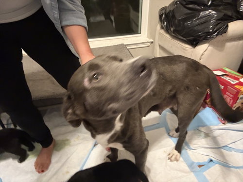 picture of the dog needing adoption