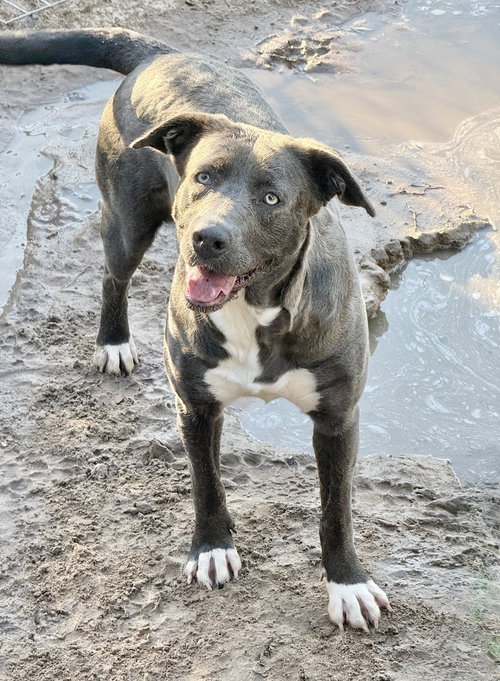 picture of the dog needing adoption