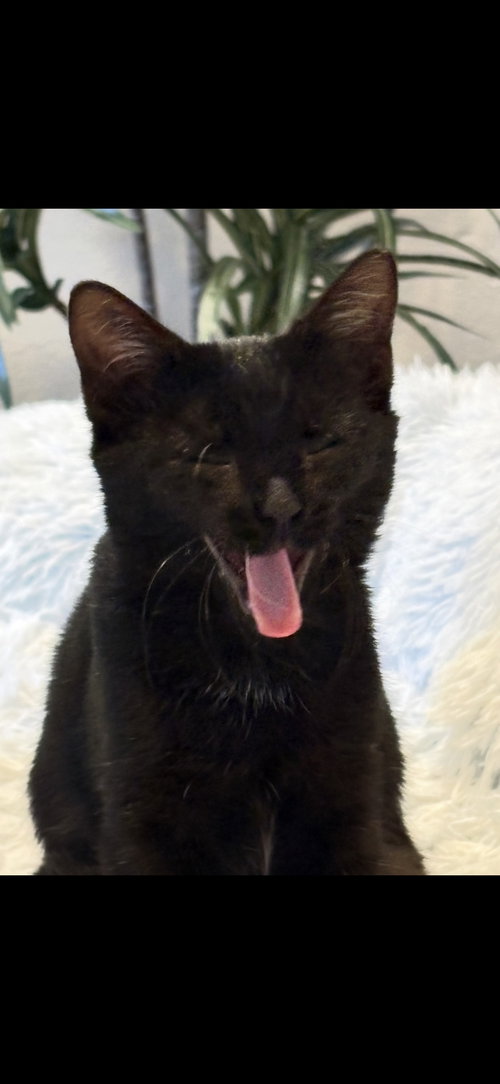 BIXBY - Domestic Short Hair available for adoption