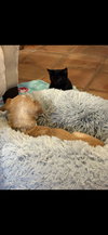 Bixby - Photo 5