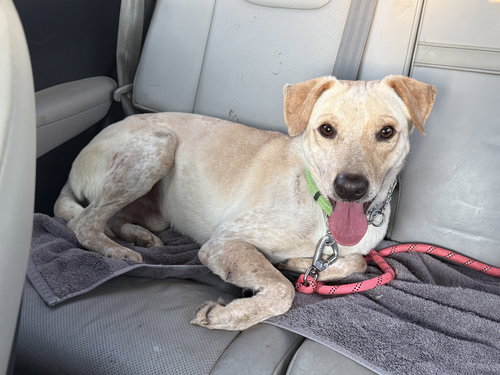 picture of the dog needing adoption