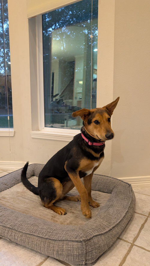 CHARCOAL - Shepherd available for adoption