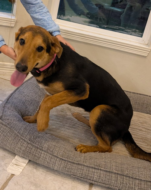 CHARCOAL - Shepherd available for adoption