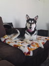 Fifi - Photo 1