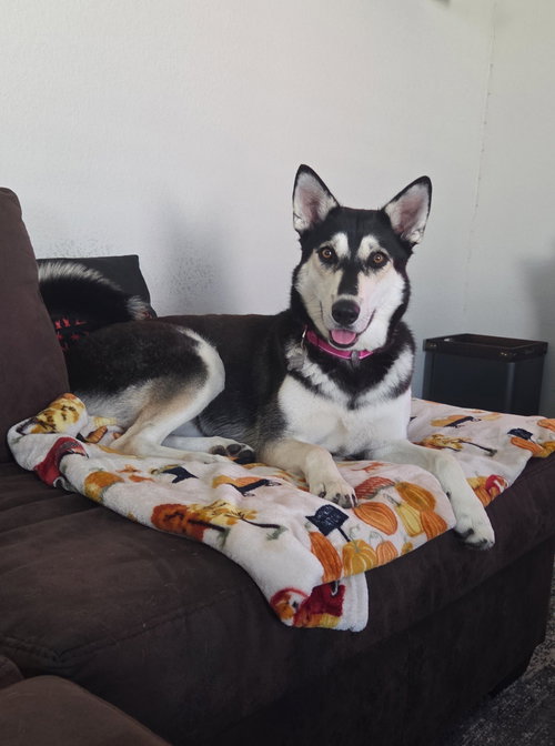 picture of the dog needing adoption