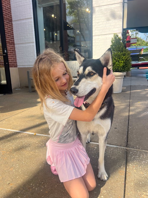 FIFI - Husky available for adoption
