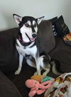 Fifi - Photo 3