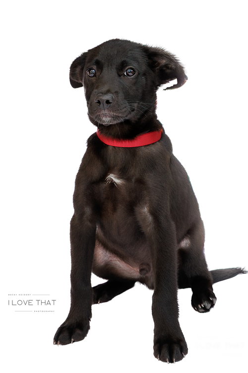 BRANSON - Shepherd available for adoption