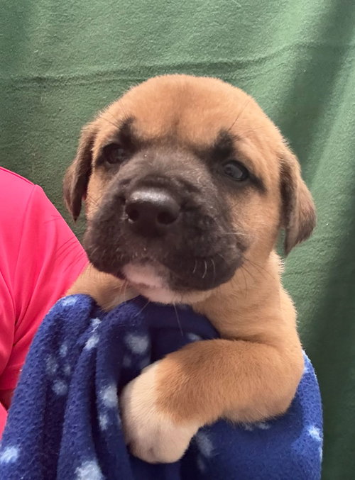 picture of the dog needing adoption