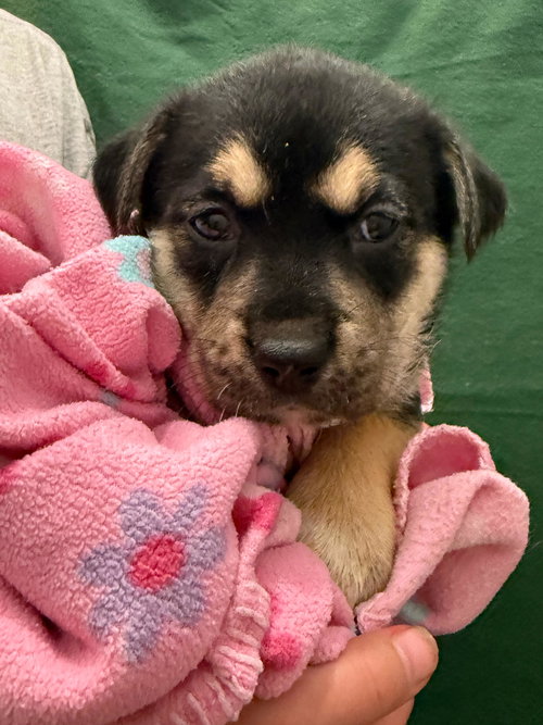 picture of the dog needing adoption
