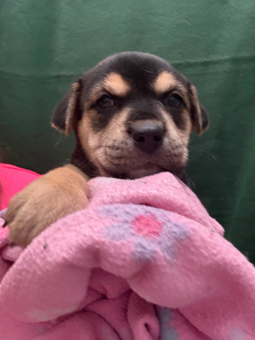 picture of the dog needing adoption
