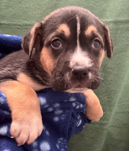picture of the dog needing adoption