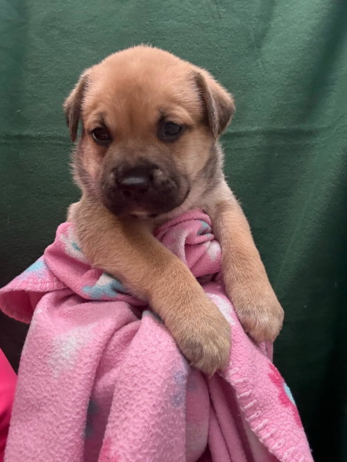 picture of the dog needing adoption