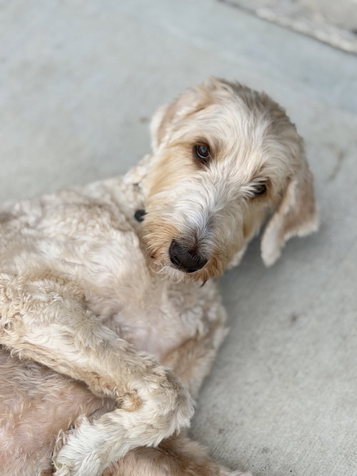 picture of the dog needing adoption