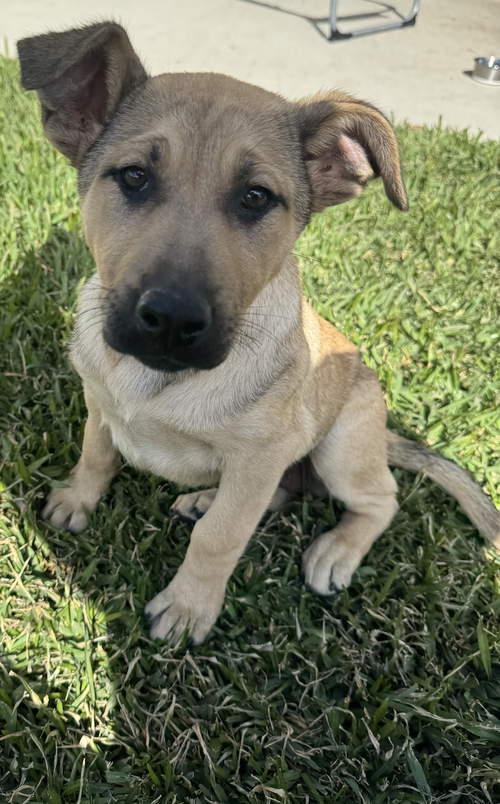 picture of the dog needing adoption