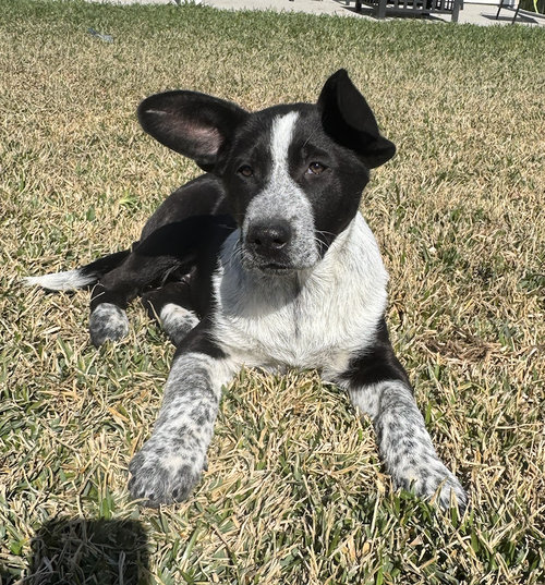 picture of the dog needing adoption