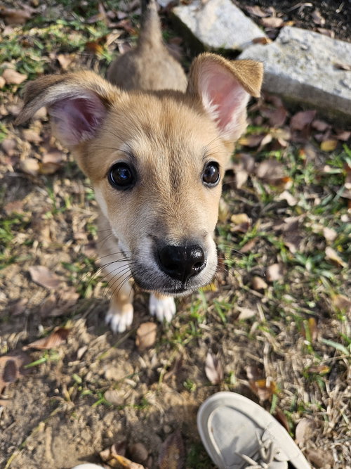 DAISY - Carolina Dog available for adoption