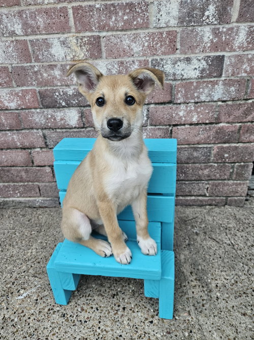 DAISY - Carolina Dog available for adoption