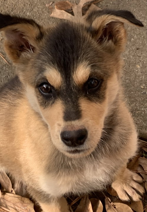 picture of the dog needing adoption