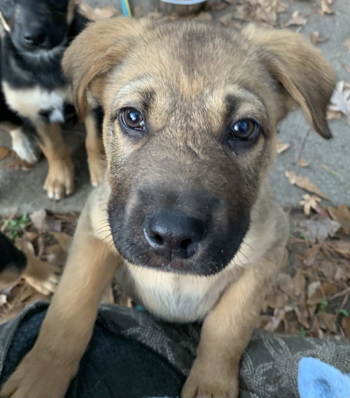 picture of the dog needing adoption