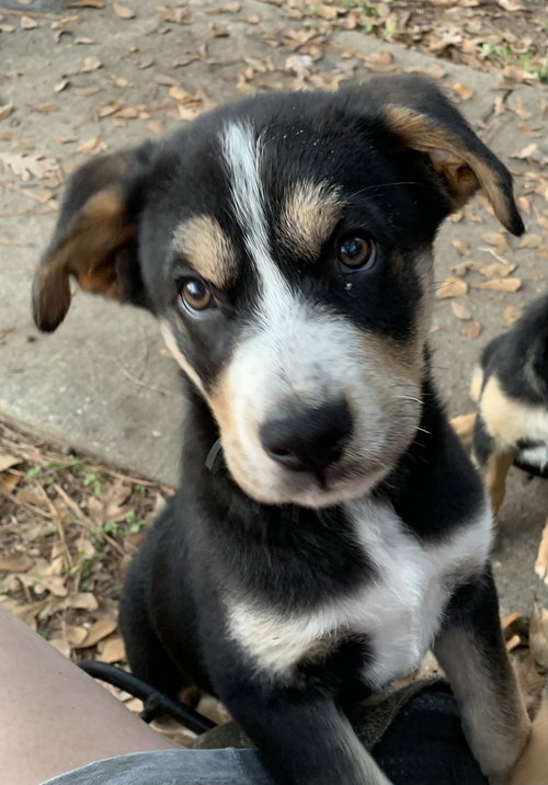 picture of the dog needing adoption