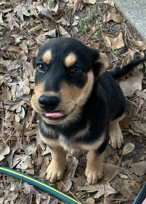 picture of the dog needing adoption