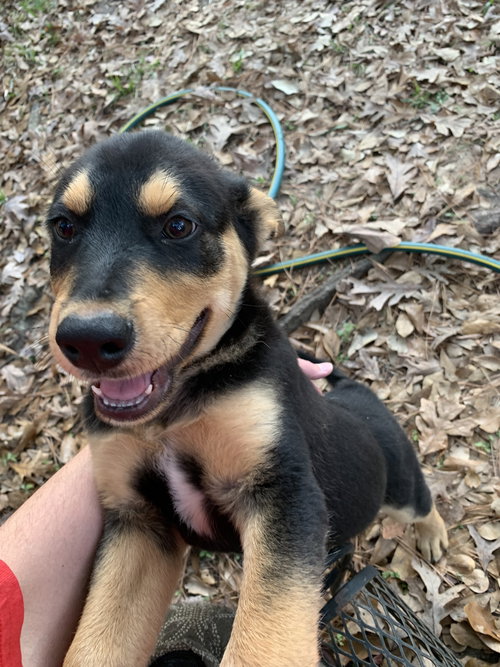 ALBERT - Labrador Retriever / Shepherd available for adoption