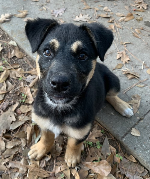 picture of the dog needing adoption