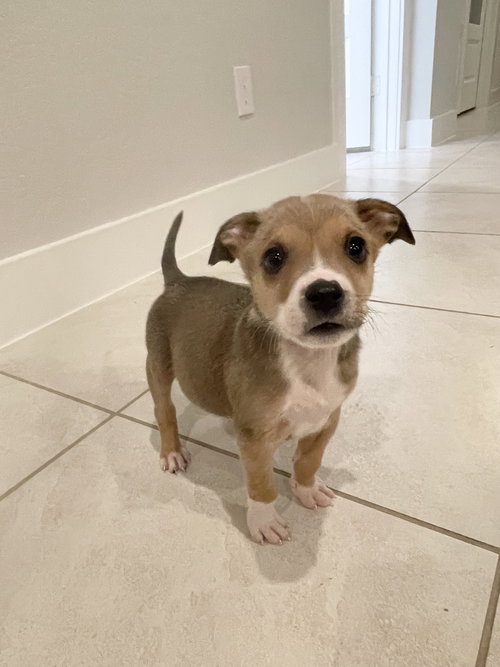 picture of the dog needing adoption