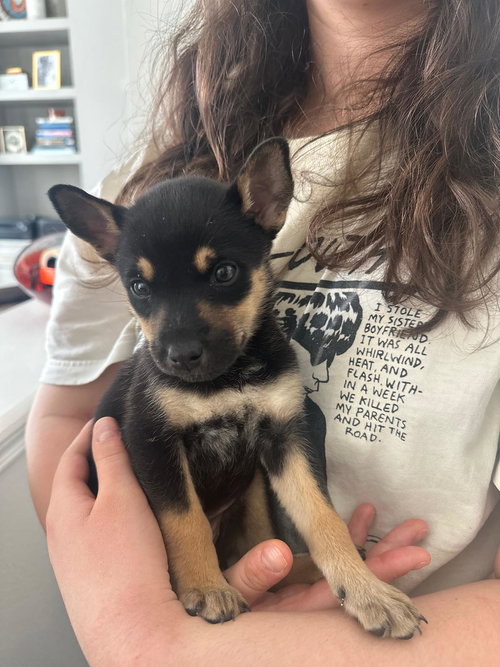 CHOPSTICK - Labrador Retriever available for adoption