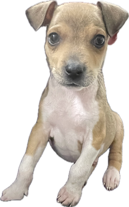 picture of the dog needing adoption