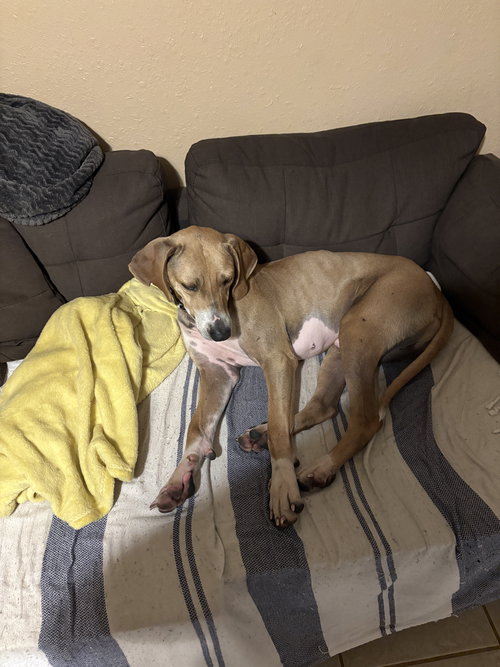 picture of the dog needing adoption
