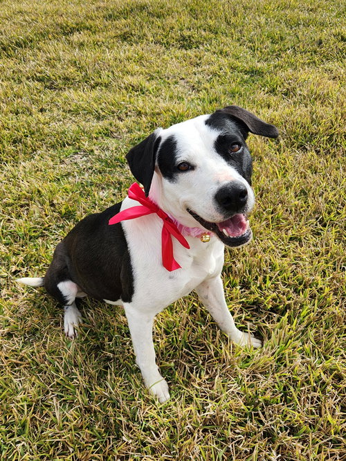 picture of the dog needing adoption