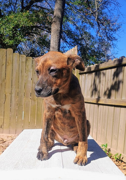 picture of the dog needing adoption