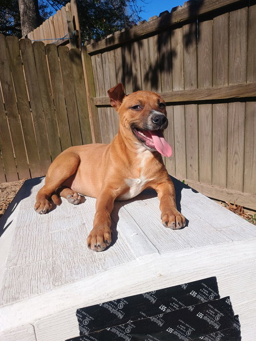 picture of the dog needing adoption