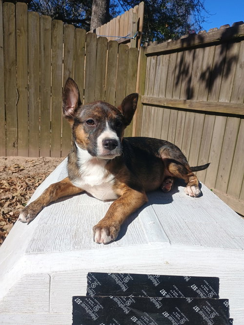 picture of the dog needing adoption