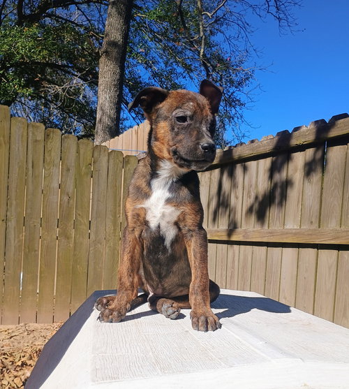 picture of the dog needing adoption