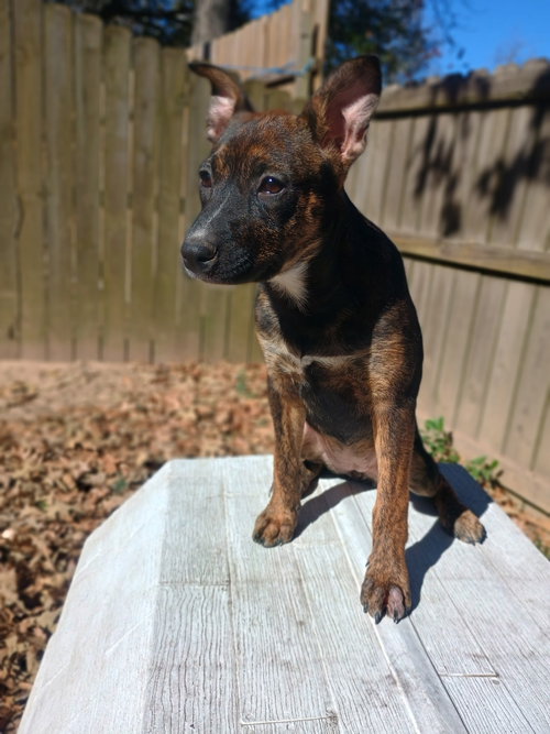picture of the dog needing adoption