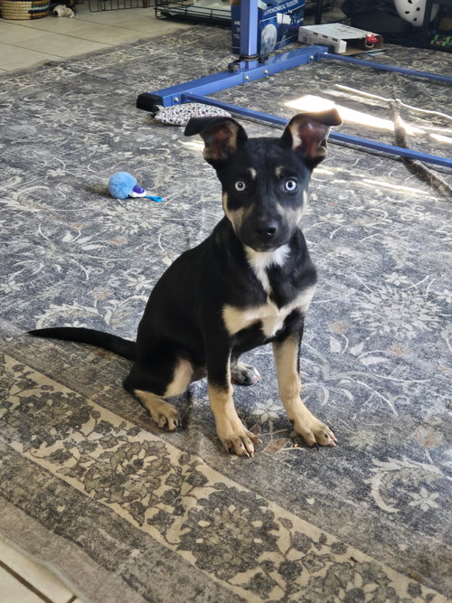 picture of the dog needing adoption