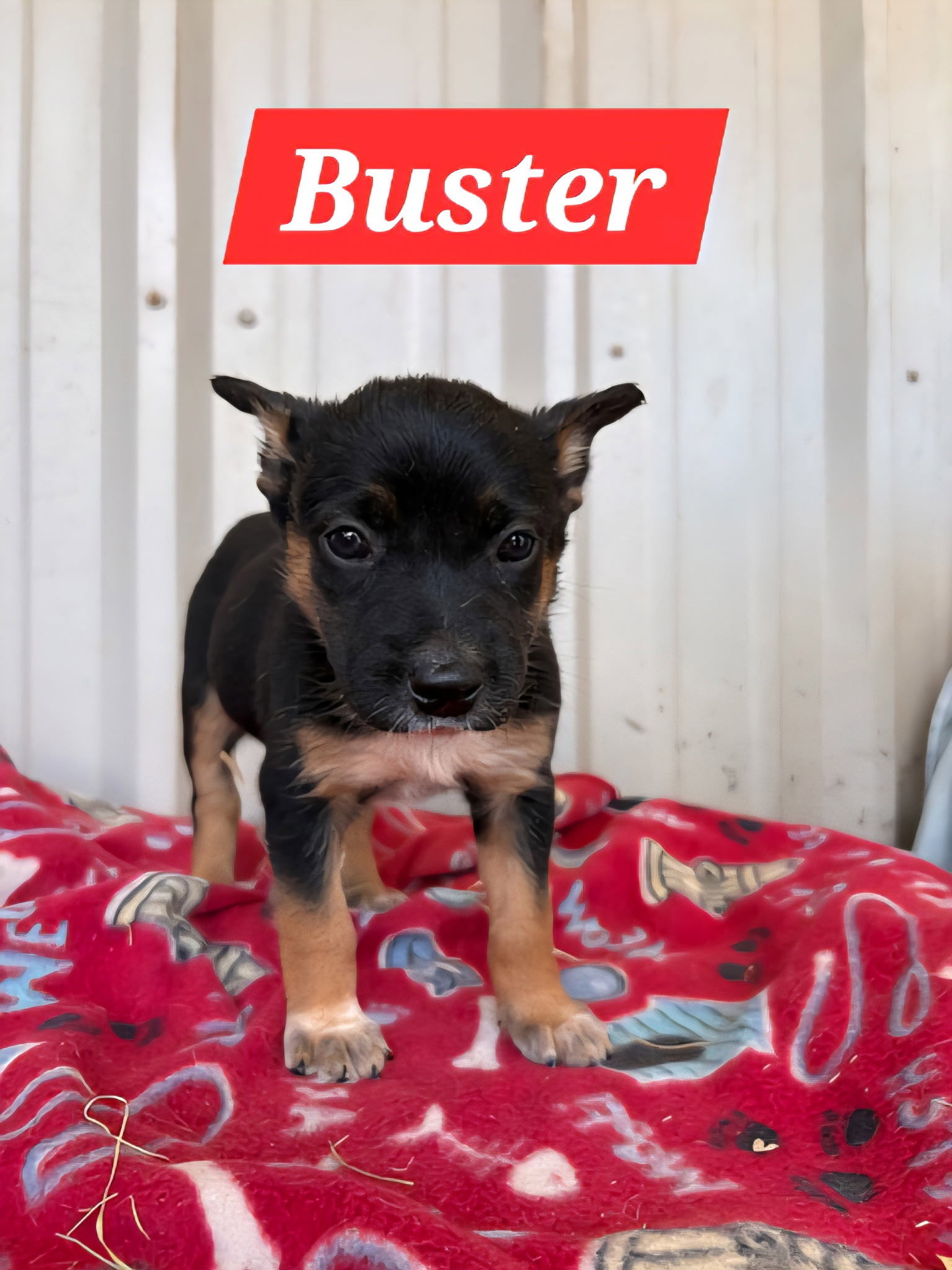 Buster Image