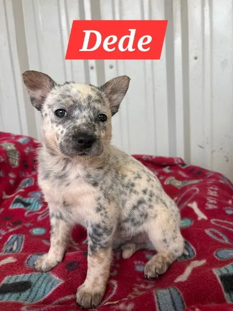 Dede image 3
