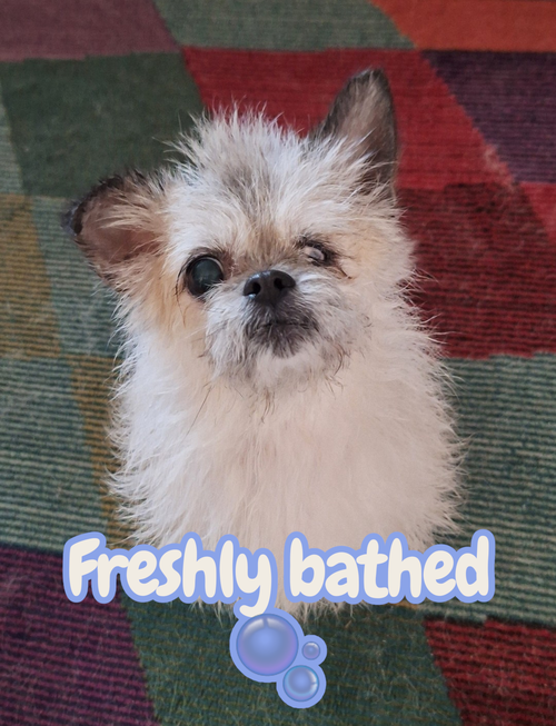 Lady JellyBean, photo 2