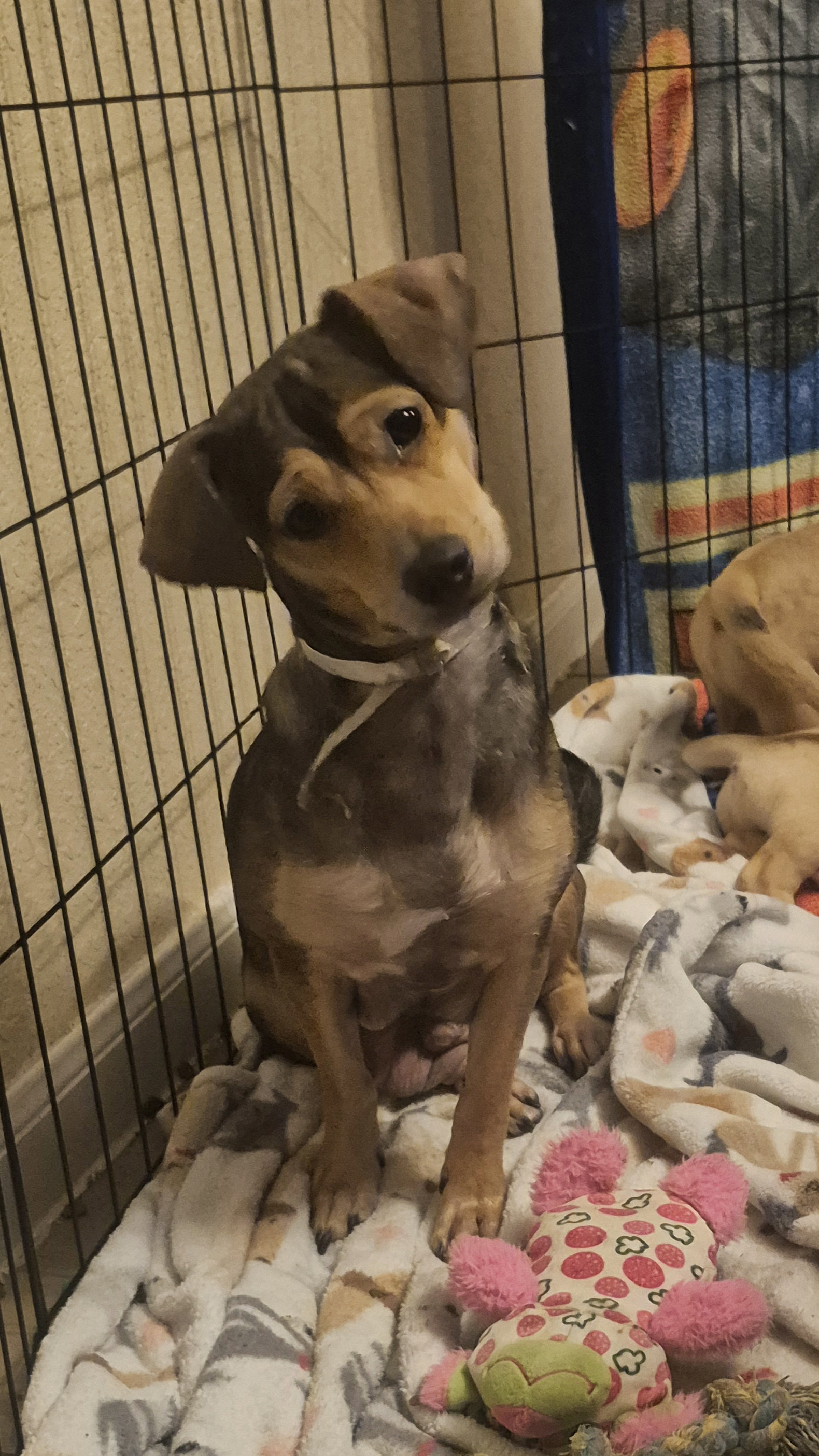 Nora Image