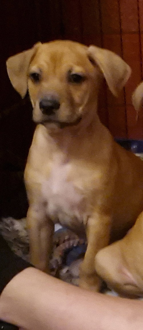 picture of the dog needing adoption